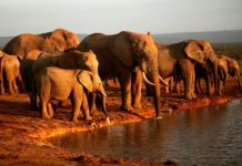 Research: Global centers of unsustainable harvesting of species identified —