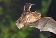 Research: Compass orientation of a migratory bat species depends on sunset direction —