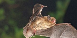 Research: Compass orientation of a migratory bat species depends on sunset direction —