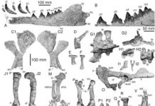 Research: Ancient, four-legged whale with otter-like features found along the coast of Peru —