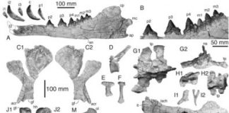 Research: Ancient, four-legged whale with otter-like features found along the coast of Peru —