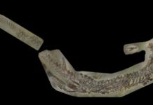 Research: Jurassic crocodile discovery sheds light on reptiles’ family tree —