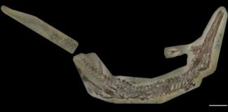 Research: Jurassic crocodile discovery sheds light on reptiles’ family tree —