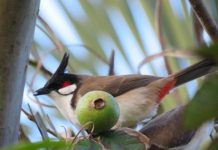 Research: Novel Hawaiian communities operate similarly to native ecosystems —