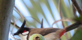 Research: Novel Hawaiian communities operate similarly to native ecosystems —