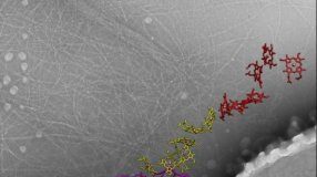 Research: Researchers reveal amazing biological ‘wires’ of a sort never seen before —