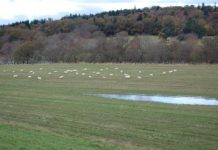 Research: How fecal bacteria spread in streams —