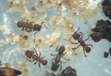 Research: Compound that kills drug-resistant fungi is isolated from ant microbiota —