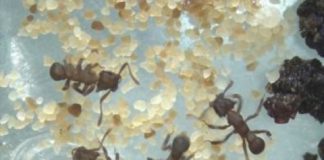 Research: Compound that kills drug-resistant fungi is isolated from ant microbiota —