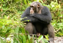 Research: Male chimpanzees reduce aggression when social relationships in their group are unstable —