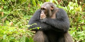 Research: Male chimpanzees reduce aggression when social relationships in their group are unstable —