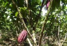 Offbeat: How the effectiveness of the National Forest Conservation Program could be increased —