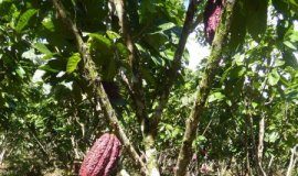 Offbeat: How the effectiveness of the National Forest Conservation Program could be increased —