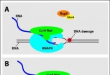 Research: A gene regulatory multi-tool has yet another function —