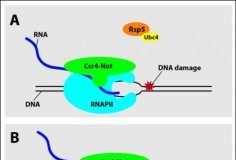 Research: A gene regulatory multi-tool has yet another function —