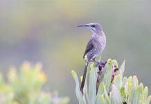Research: Scientists explore causes of biodiversity in perching birds —