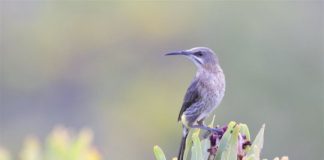 Research: Scientists explore causes of biodiversity in perching birds —