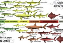 Research: Official stats mask shark and ray species caught in the Mediterranean and Black seas —