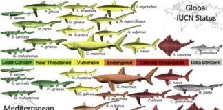 Research: Official stats mask shark and ray species caught in the Mediterranean and Black seas —