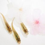 Study: Unraveling the mechanism for seasonal adaptation in animals — (Details)