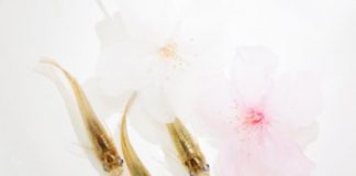 Study: Unraveling the mechanism for seasonal adaptation in animals — (Details)