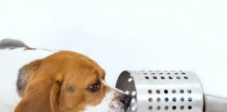 Study: Canine cancer detection could lead to new noninvasive, inexpensive ways to detect cancer — (Details)