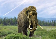 Research: Findings point to molecular resemblance in climate adaptation traits of the two species —