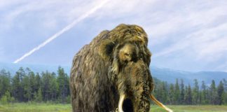 Research: Findings point to molecular resemblance in climate adaptation traits of the two species —