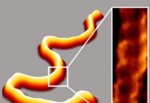 Tech: Five-minute sample processing enhances DNA imaging and analysis — (Report)