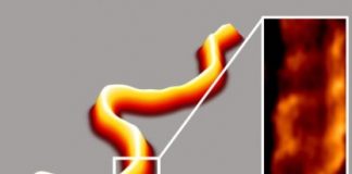 Tech: Five-minute sample processing enhances DNA imaging and analysis — (Report)