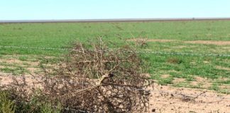 Research: Cross-boundary solutions for wicked weeds —