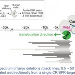 Study: New DNA ‘shredder’ technique goes beyond CRISPR’s scissors — (Details)