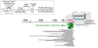 Study: New DNA ‘shredder’ technique goes beyond CRISPR’s scissors — (Details)