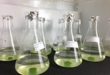 Research: Researchers remove harmful hormones from Las Vegas wastewater using green algae —