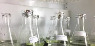 Research: Researchers remove harmful hormones from Las Vegas wastewater using green algae —