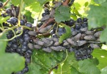 Research: Spotted lanternflies found to be flyers, not gliders —