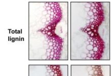Research: Controlling the flow of electrons by targeting shuttle proteins could be a new strategy for guiding plants to make desired products —