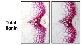 Research: Controlling the flow of electrons by targeting shuttle proteins could be a new strategy for guiding plants to make desired products —