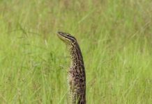 Offbeat: First empirical evidence that culturally diverse teams produces better results —