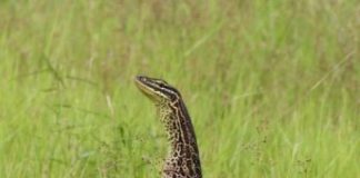 Offbeat: First empirical evidence that culturally diverse teams produces better results —