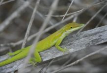 Research: Biological changes among invasive species —