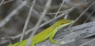 Research: Biological changes among invasive species —