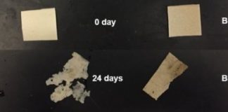 Research: New biodegradable ‘plastic’ is tough, flexible —