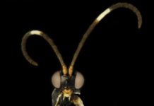 Research: New wasps named after biscuits and Doctor Who aliens —