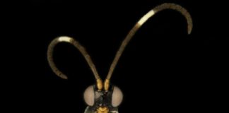 Research: New wasps named after biscuits and Doctor Who aliens —
