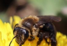 Research: More than dozen wild bee species declining in Northeastern U.S. —