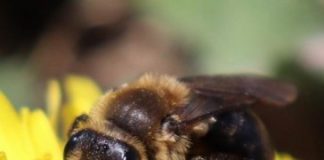 Research: More than dozen wild bee species declining in Northeastern U.S. —