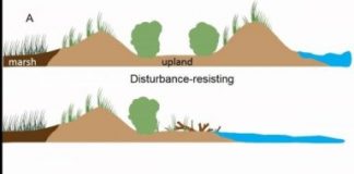 Research: New insight into how climate change is transforming Virginia’s barrier islands —