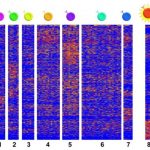 Study: Findings also raise questions about a popular food supplement — (Details)