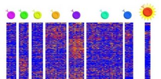 Study: Findings also raise questions about a popular food supplement — (Details)